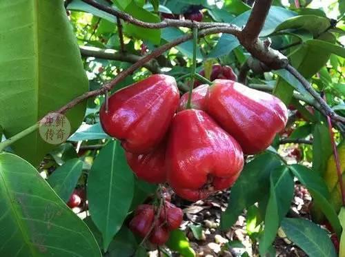 海南，热带天堂的可持续发展之路